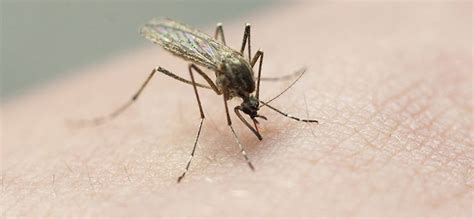 West Nile found in mosquitoes in 4 Colorado counties